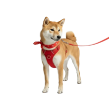 Амуниция и дрессировка