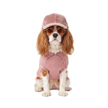 Одежда для животных