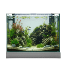 Аквариумистика